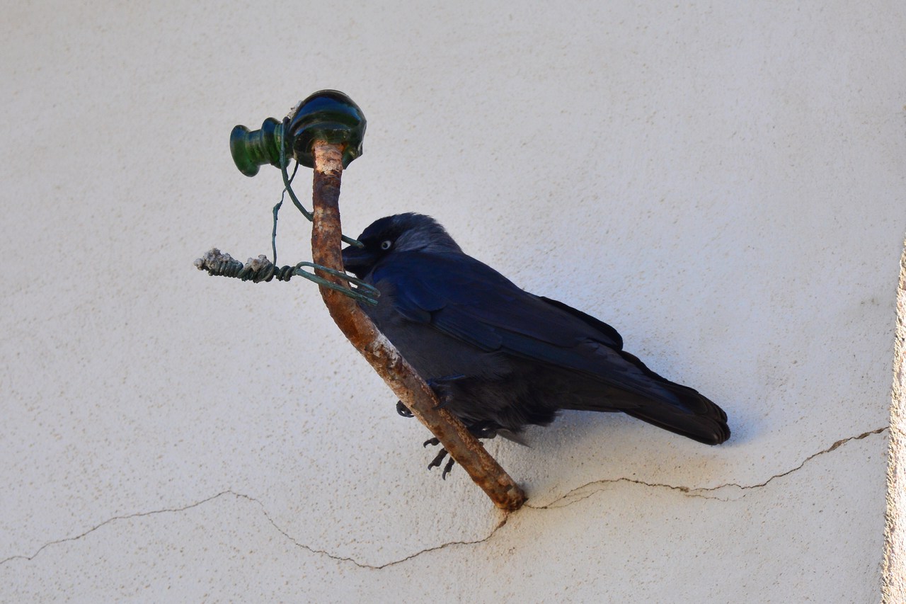 Corvus monedula spermologus Corvus monedula spermologus